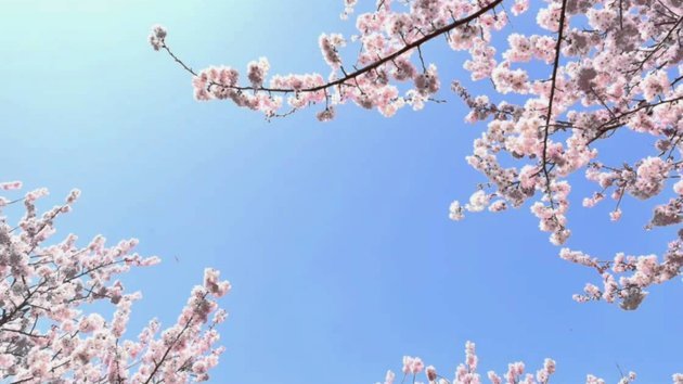 桃朵提现：精算收益通道