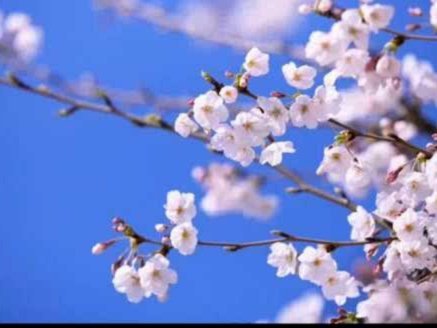 花呗套认定标准是什么