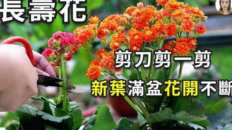 携程拿去花怎么主动还款