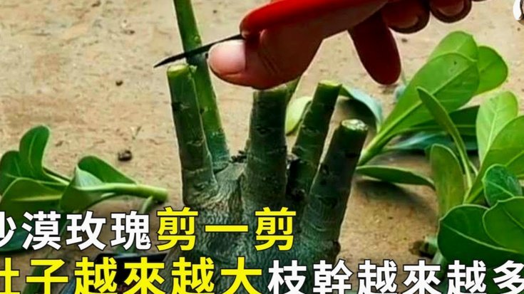 花呗分期套现平台怎么样