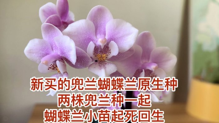 花呗秒到账二维码如何套现？风险有多大？