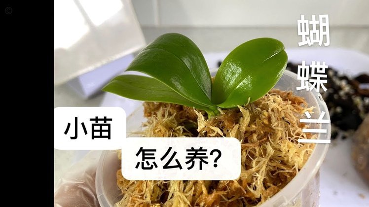 得物佳物分期怎么套现