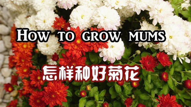 花呗平台怎么样可靠吗