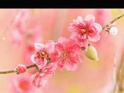 桃花多多多