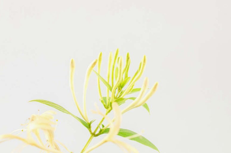 金银花开花掉花？这样护理不愁！