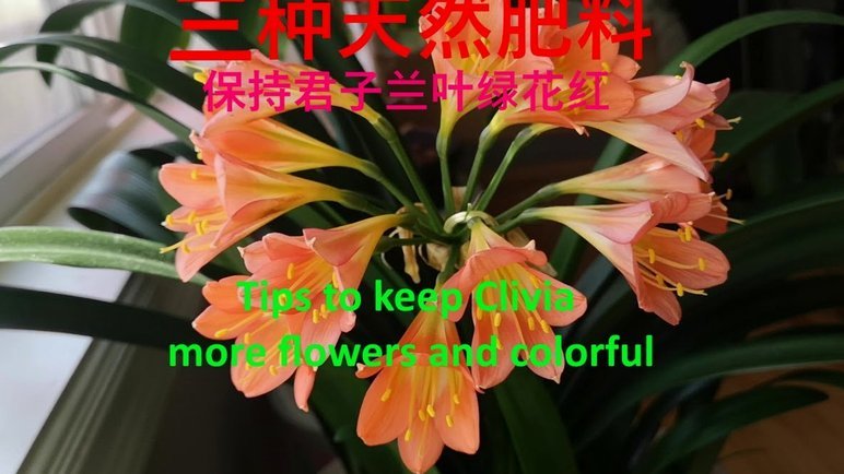 花呗现状：监管升级下的创新与挑战