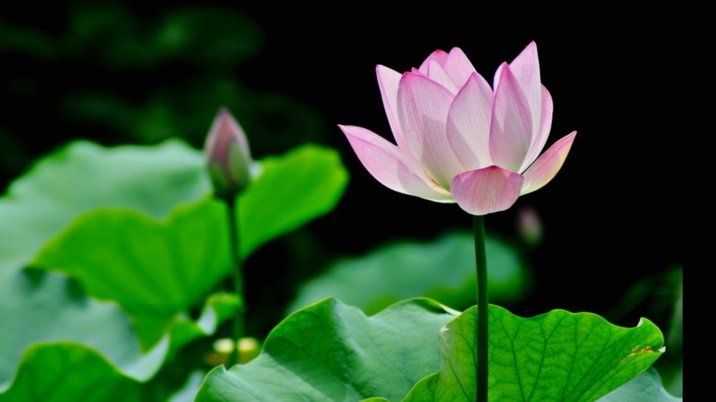 拿去花提现：是真的躺赚吗？