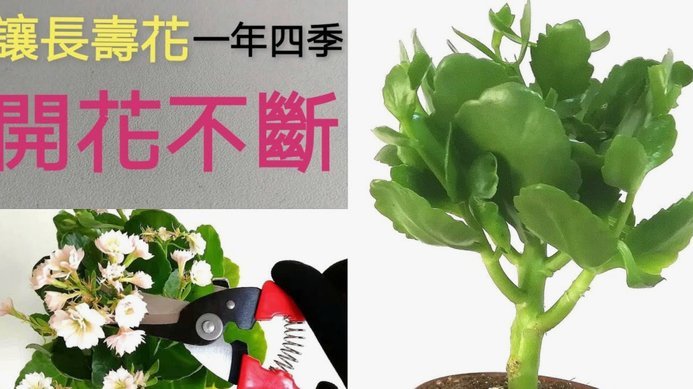 携程信用额度如何调整